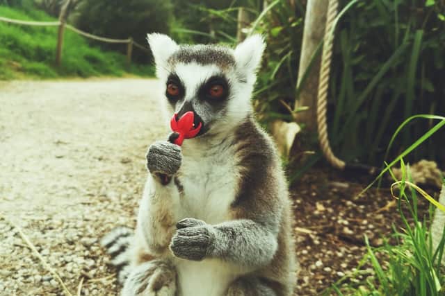 Ring-tailed lemur Kohlrabi smells a flower at Bristol Zoo Gardens
