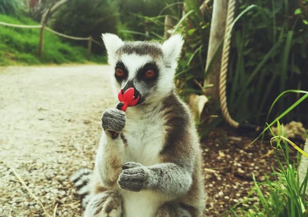 Ring-tailed lemur Kohlrabi smells a flower at Bristol Zoo Gardens