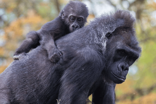 Hasani the infant gorilla celebrated his first birthday at the zoo in August.