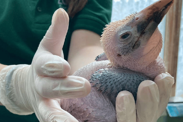 An endangered Hornbill chick hatched at the site in August.