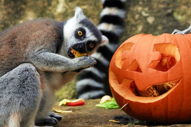 Ring-tailed lemurs at Bristol Zoo Gardens investigate a special carved pumpkin that has been left as a special Halloween treat in their enclosure at Bristol Zoo (Photo by Matt Cardy/Getty Images).