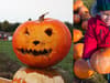 The best pumpkin picking spots in and around Bristol this Halloween