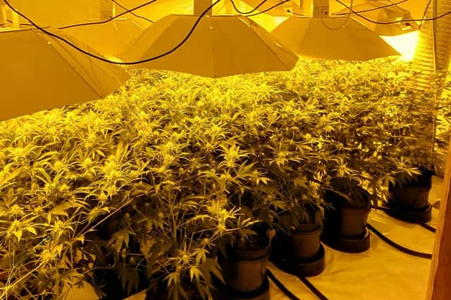 The cannabis discovered at a property in Cadbury Camp Lane in March 2019