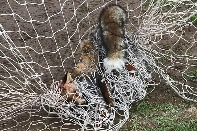 The animal was thought to have been wrapped up in the net for hours before being found