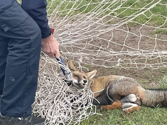 The ‘most tangled fox ever seen’ is rescued from football nets on a playing field by the RSPCA