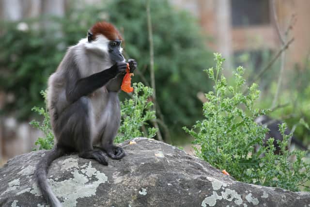 The cherry-crowned mangabey would be a new addition for the zoo