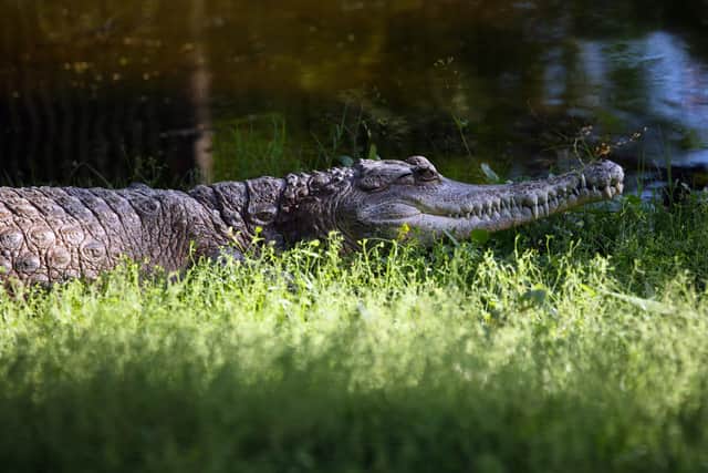 Slender snouted crocodile would live in the Central African Forest zone of the new zoo