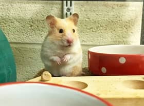 Dasher the hamster was discovered in a loft in St George 