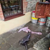 The baby seal found by pub staff at The Old Lock &Weir in Hanham Mills (Credit: The Old Lock &Weir)