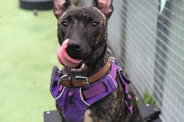 Coco is an intelligent, extraordinary dog with an eagerness to learn