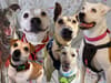 Eight adorable dogs up for adoption from Bristol Animal Rescue Centre after ‘high volume’ of rescues following Christmas