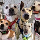 The dogs available for adoption at Bristol Animal Rescue Centre