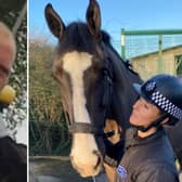 Peter Mincher punched a police horse Blaise prior to the National League play off final between Hartlepool United and Torquay United