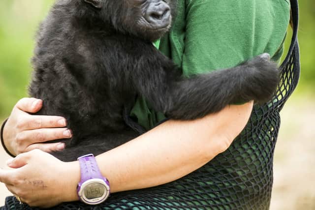 Afia, a six month old Gorilla at Bristol Zoo plays with her keeper Joanne Rudd.