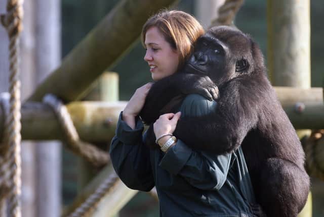 <p> Zoo keeper Emily Pugh welcomes Bristol Zoo's latest arrival, a young orphan gorilla on September 19 2008 in Bristol, England.</p>