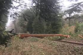 A tree across railway tracks in Bradford-on-Avon has stopped services to Salisbury