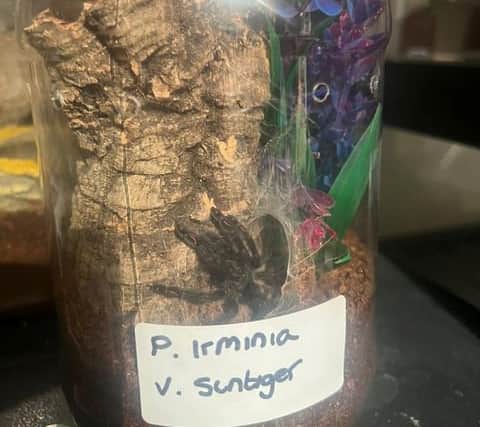 A Venezuelan Suntiger inside its jar - one of the 120 tarantulas at Aaron’s home