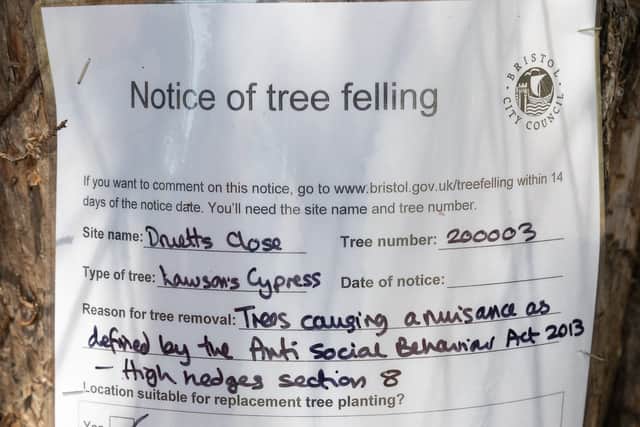 The notice put on one of the Lawsons Cypress trees felled