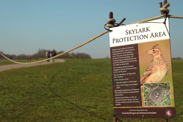 Skylarks, which make their nests in the grass at Ashton Court, are endangered with increased visitor numbers and dogs roaming off the lead thought to be behind their decline.
