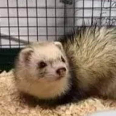 Police have a new lead on missing ferret Blossom after owner Arielle spotted a picture of what she thinks was her pet online. The ferret was listed as for sale in Birmingham.