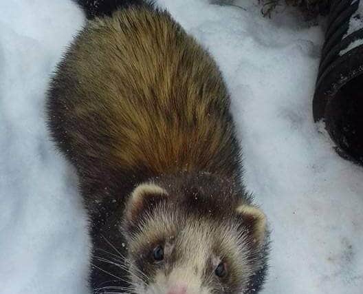 A male ferret, pictured here is also still missing.