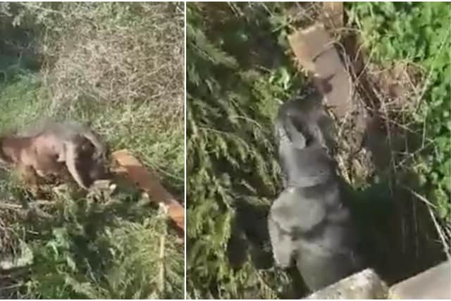 Avon and Somerset Police released these images of the two dogs and warned residents to stay indoors until they were seized.