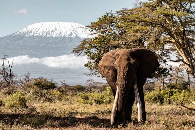 Tolstoy, one of the largest elephants in the world, with Kilimanjaro in the background.