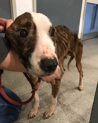 When rescued, Spot’s eyes were ‘rolling’, his coat was soiled and his weight was ‘dangerously low’