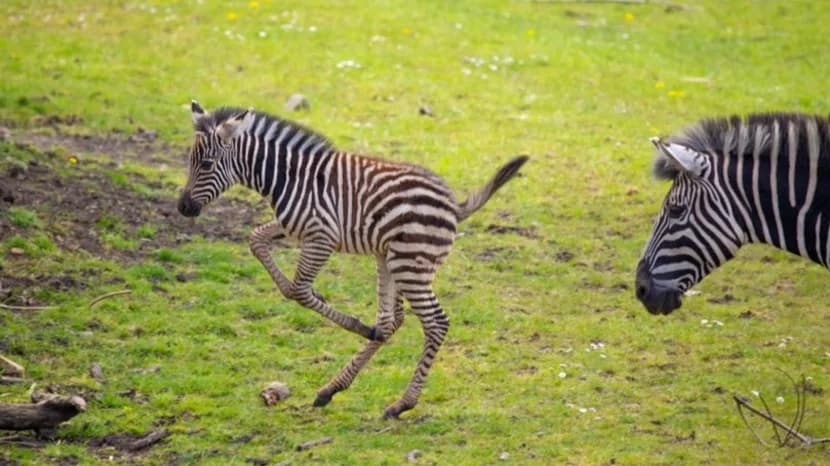Zebra Injuries Wild Place Project: Zebra foal dies after injury playing