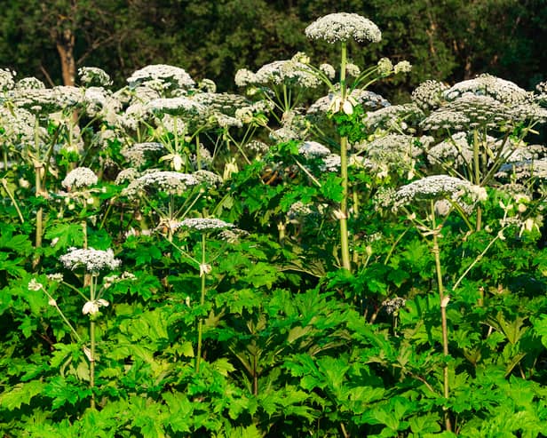 Giant Hogweed is poisonous and can lead to serious burns