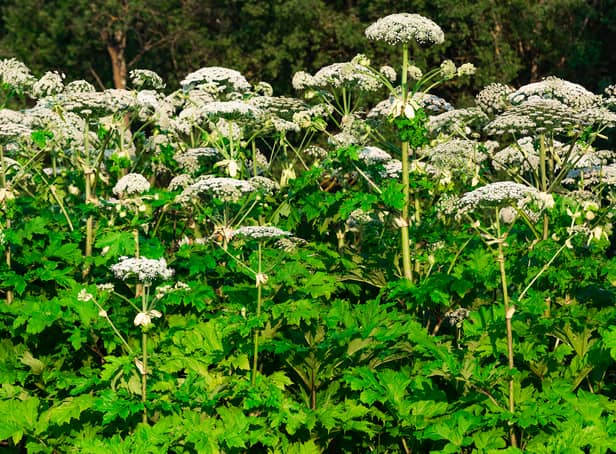 <p>Giant Hogweed is poisonous and can lead to serious burns</p>