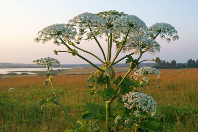 Giant Hogweed is poisonous and can lead to serious burns