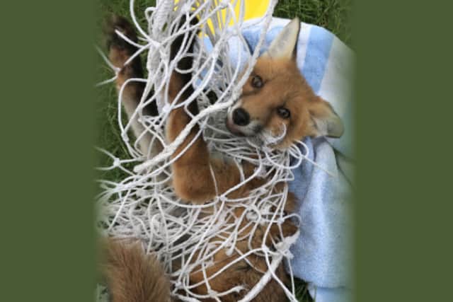 In 2021, the RSPCA received 2,216 about animals which had become tangled up in netting