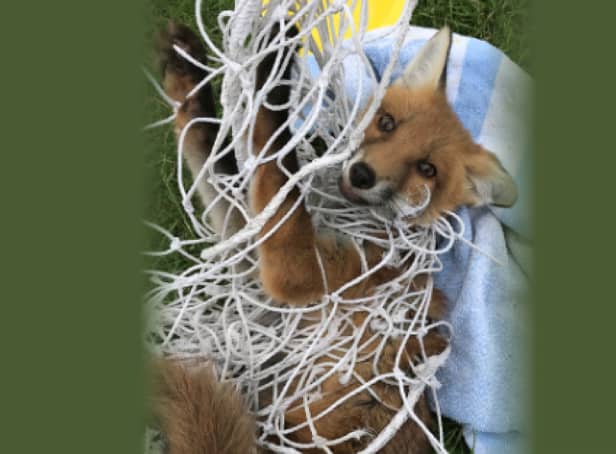 <p>In 2021, the RSPCA received 2,216 about animals which had become tangled up in netting</p>