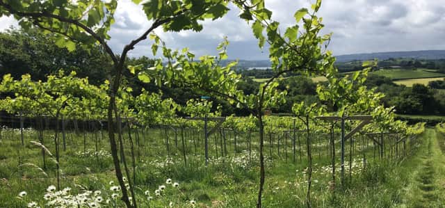 Limeburn Hill Vineyard is one of the leading English winemakers in the UK