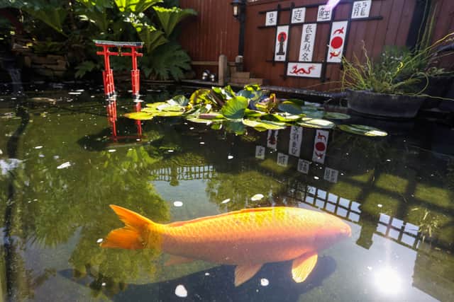 The garden comes complete with koi pond.