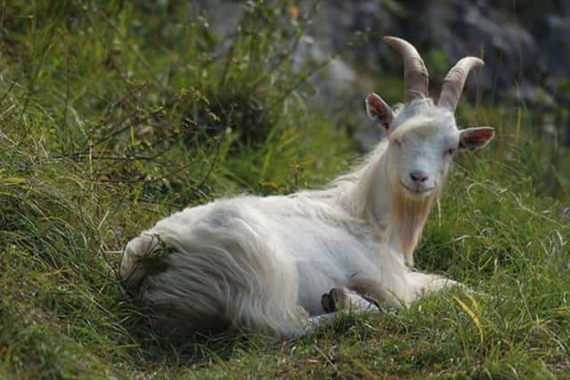 Gorgeous Goats gives you a chance to learn all about the role the animals play in conservation in Bristol