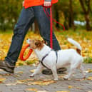 Dog owners have been advised to keep their pets on a lead.