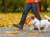 Vet’s warning for dog walkers as bird flu case confirmed in Bristol