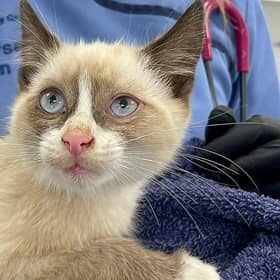 The cat was only discovered at the end of the journey when the driver did routine checks on the vehicle