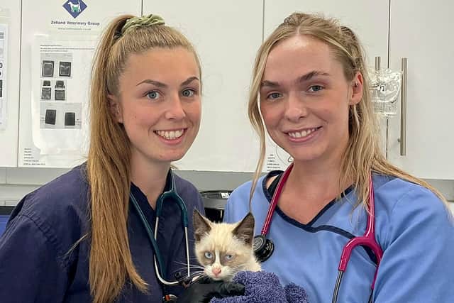 The cat being cared for by vets Becca Mills and Vikki Flynn at Zetland Veterinary Group in Bristol.  