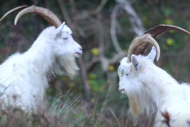 Goats are among the wildlife to feature in Bristol: A hidden Eden