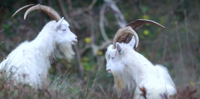 Goats are among the wildlife to feature in Bristol: A hidden Eden