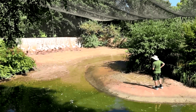 The flamingo enclosure.