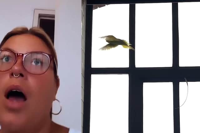 A hilarious video has surfaced of Charlotte trying to catch the plucky bird.