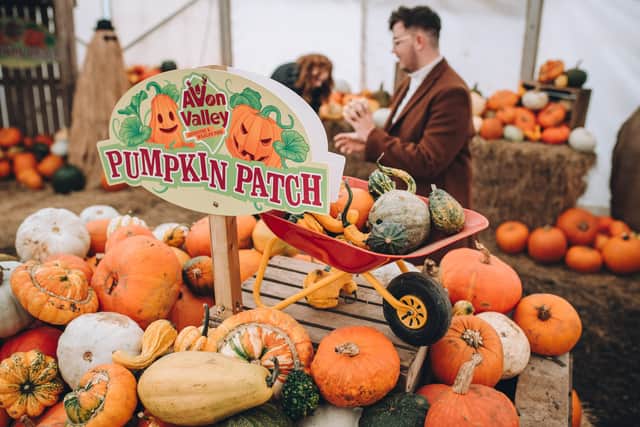 Pick your own Halloween pumpkins at Avon Valley Adventure & Wildlife Park