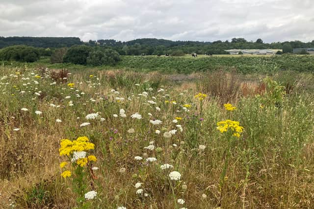The field at Ashton Vale where 510 new homes are planned. Credit: Danica Priest 