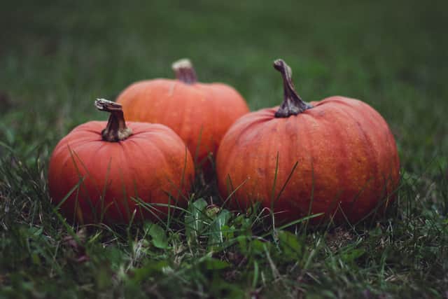 There are a number of pumpkin patches in Bristol that you can go to this October ahead of Halloween. 