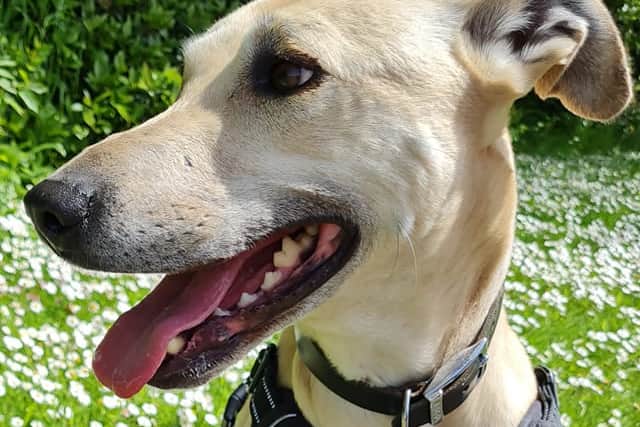 Clover, one of group of RSPCA rescue dogs who are hoping to find new homes as part of an Adoptober campaign being run this month by the animal welfare charity