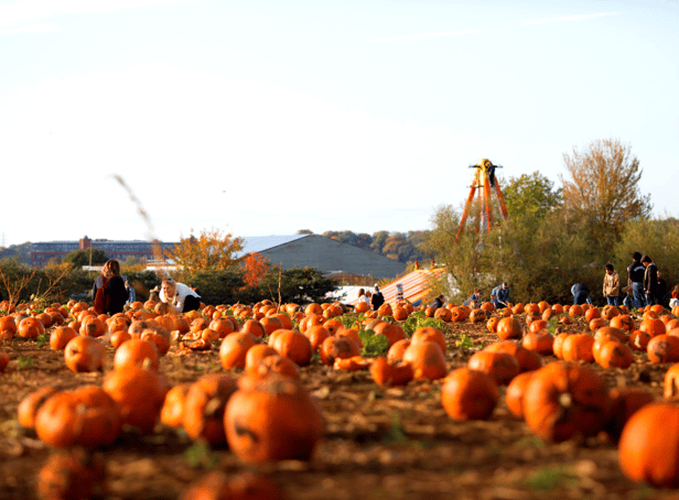<p>The pumpkin patch at Avon Valley near Bristol.</p>